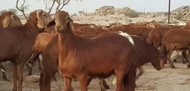 مراح أبوعبدالله للسواكني