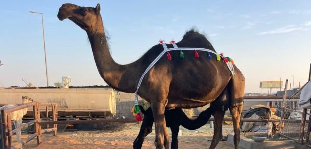 معرض تركي بن قريع للأبل