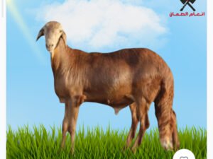 سواكني 7 شهور