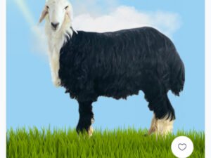 نجدي 6 شهور