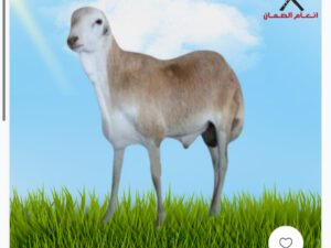 رفيدي 7-8 شهور