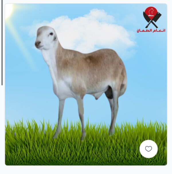 رفيدي 7-8 شهور