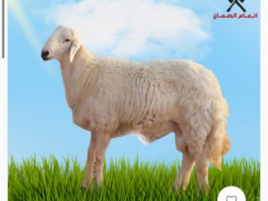 حري 4-5 شهور