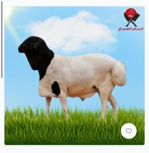 بربري 7 شهور