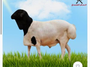 بربري 7 شهور