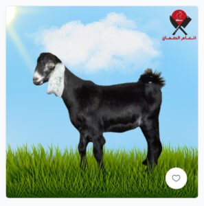 تيس بلدي 5 شهور