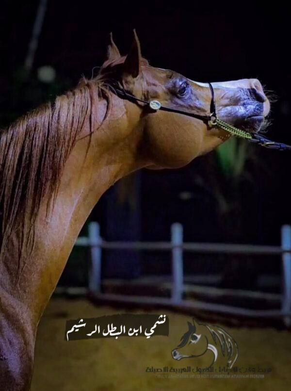 افحل المربط المتاحه للتشبيه ( البطل نشمي ابن الرشيم)