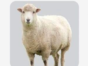 روماني