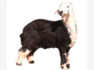 نجدي