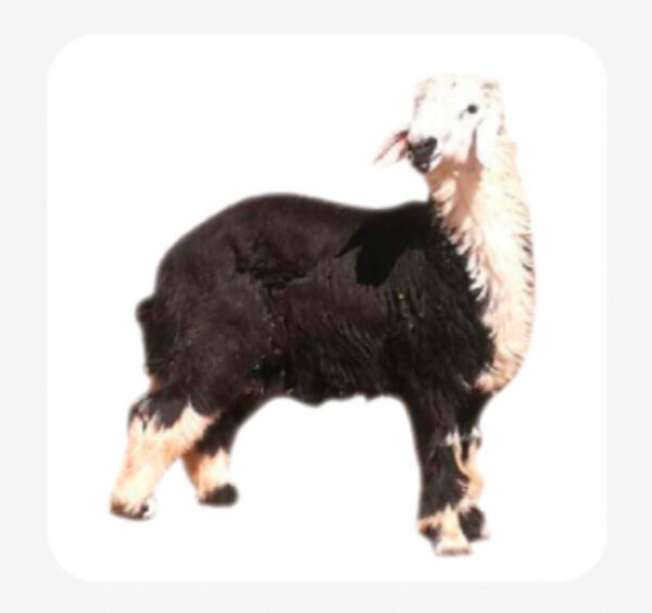 نجدي
