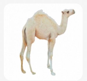 حاشي لباني