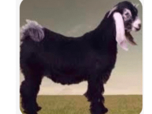 تيس