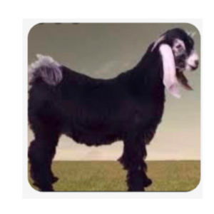 تيس