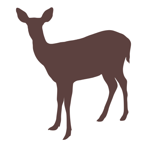الكائنات الفطرية